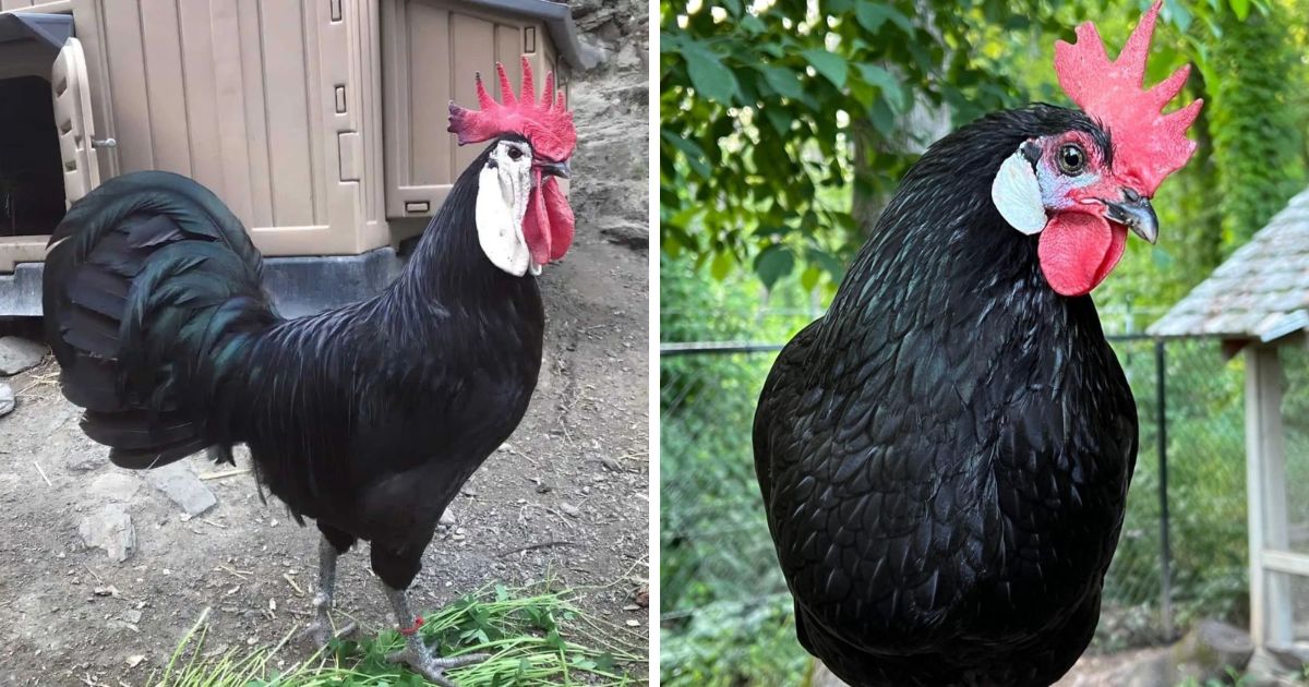 White Faced Black Spanish Chicken Breed Info Where To Buy Chicken   White Faced Black Spanish Chicken Breed Info Fb 