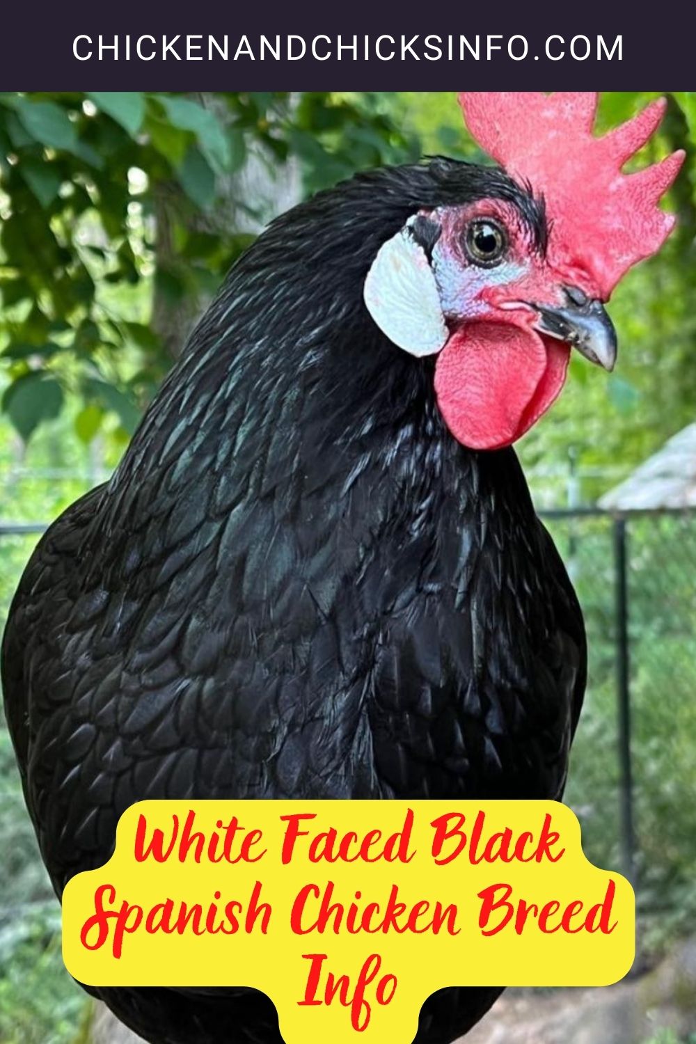 White Faced Black Spanish Chicken Breed Info pinterest image.