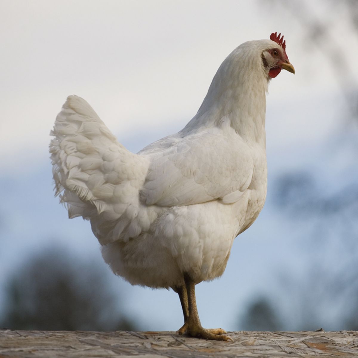A White Rock hen perched on a wooden pole.