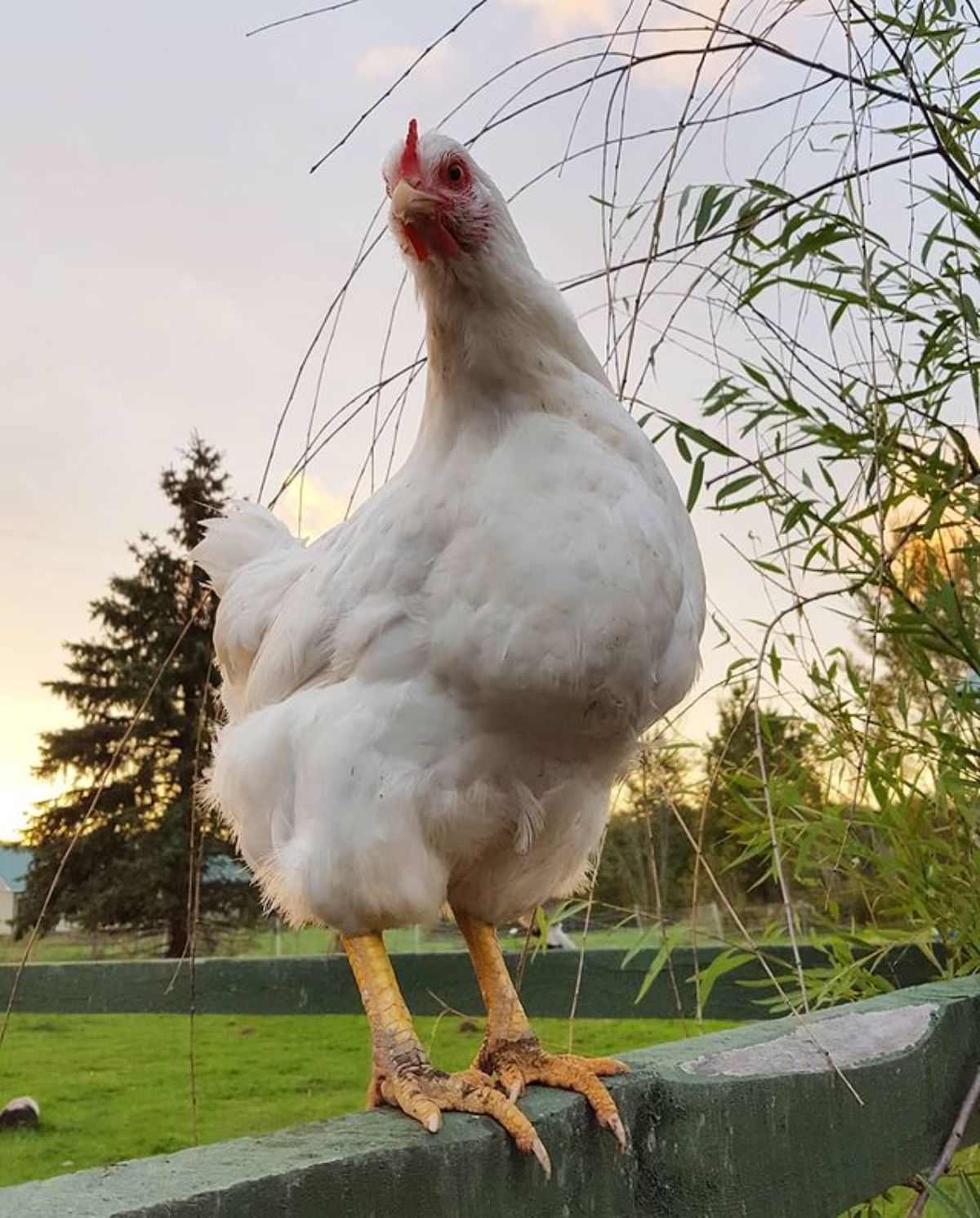 A White Rock hen perched on a wooden fence.