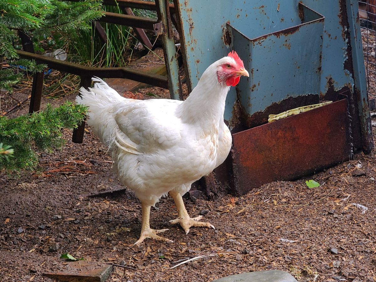 A White Rock hen stands near a metal feeder in a backyard.