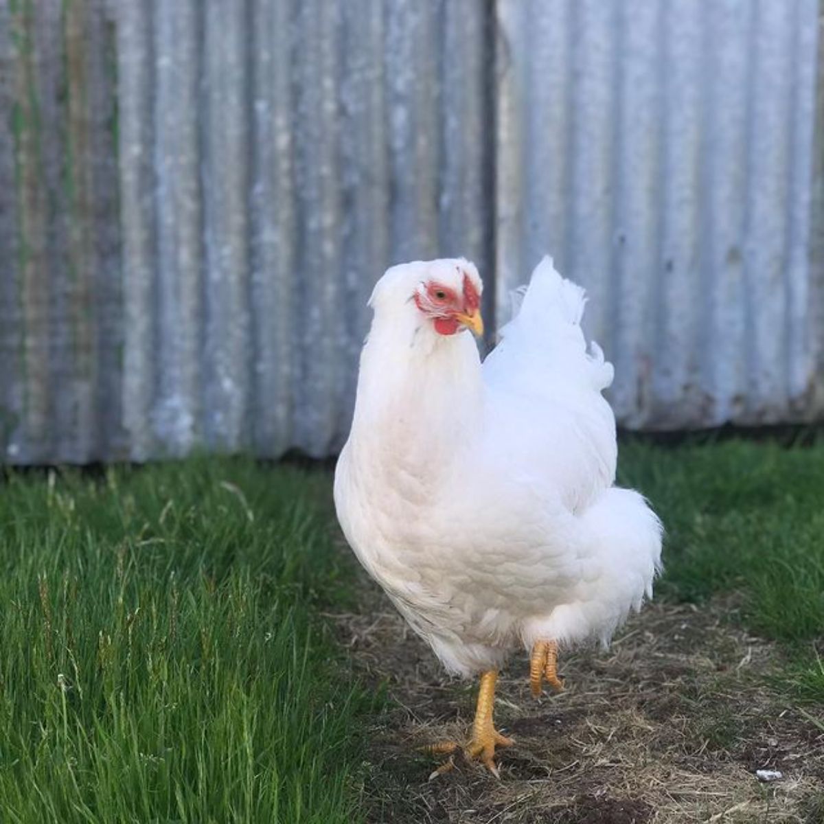 A White Rock hen walking in a backyard pasture.