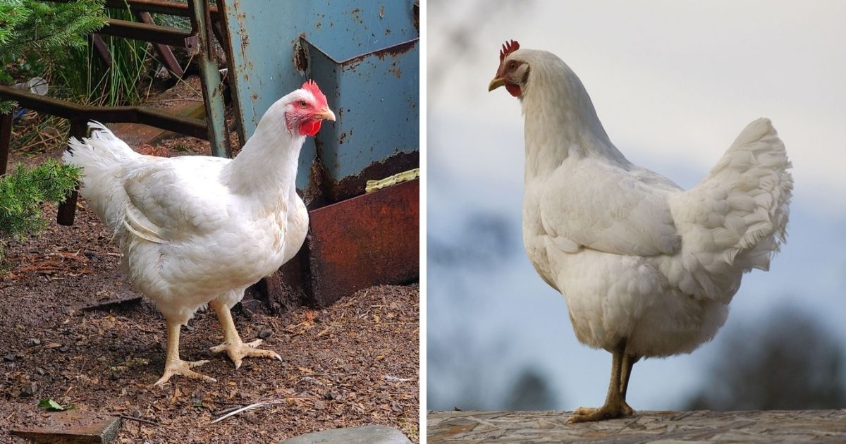 White Rock Chicken Breed Info + Where to Buy Chicken & Chicks Info