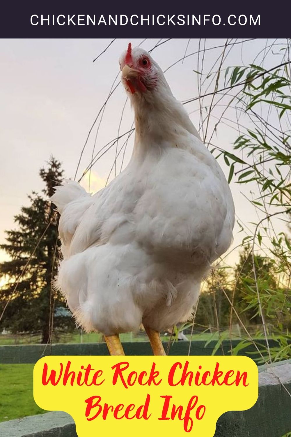 White Rock Chicken Breed Info pinterest image.