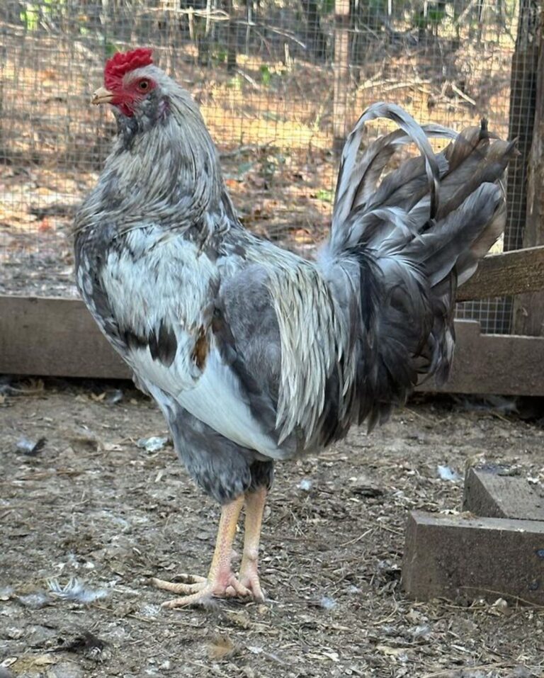 Whiting True Blue Chicken Breed Info - Chicken & Chicks Info