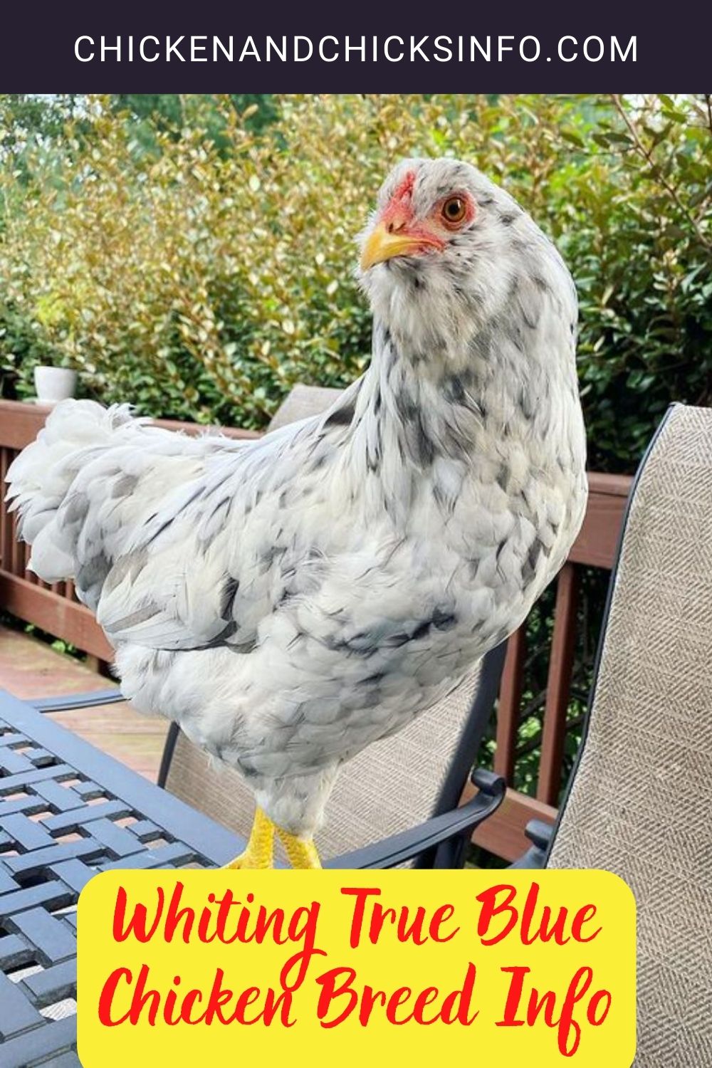 Whiting True Blue Chicken Breed Info pinterest image.