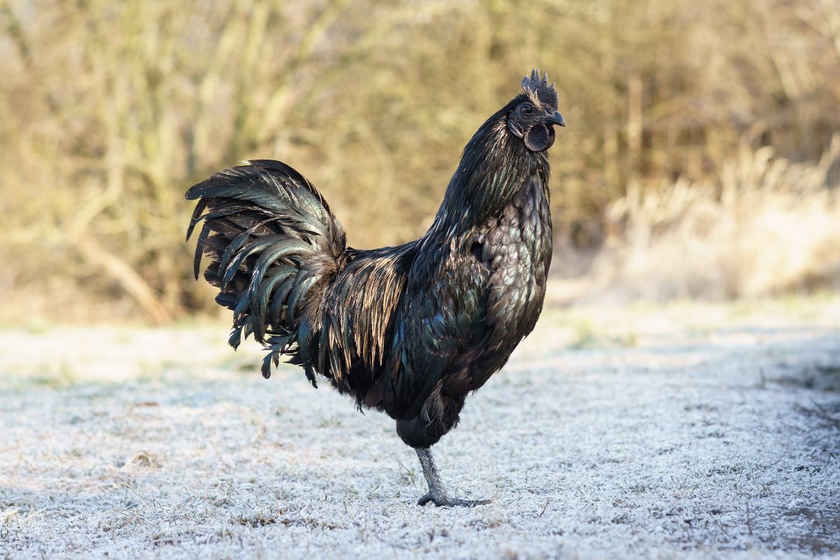 A beautiful black Ayam Cemani rooster standing in a backyard.