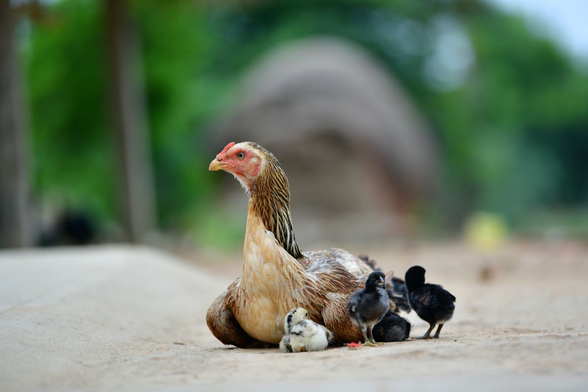 An adorable Ayam Kampung hen with her chicks perched on the ground.