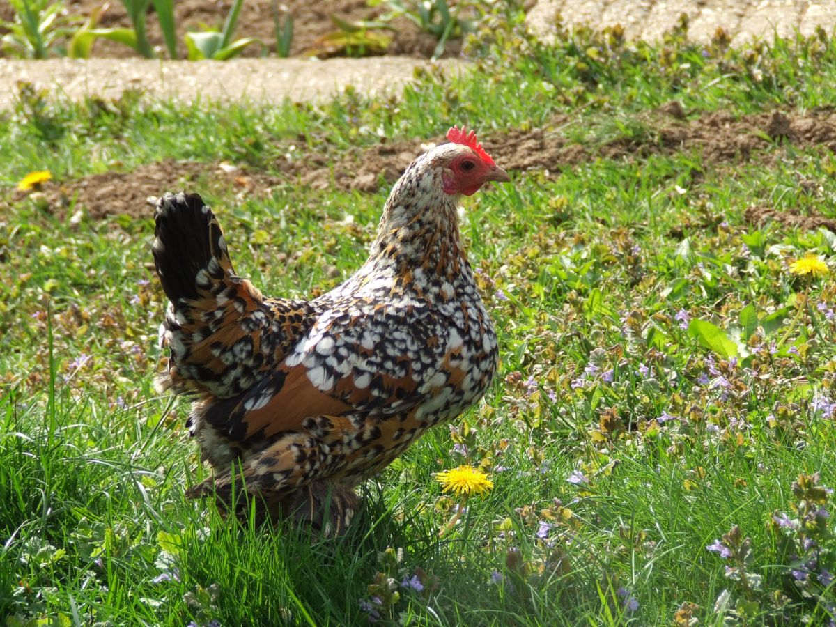 An adorable Booted bantam hen on a green pasture.