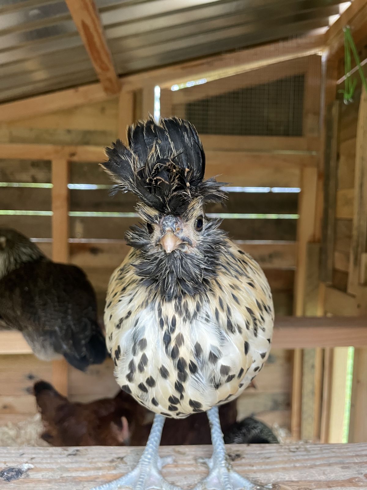 An adorable curious Brabanter chicken in a chicken coop.