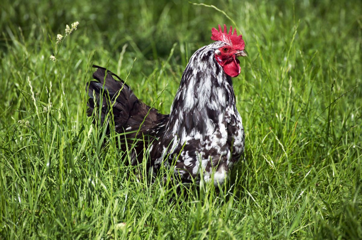 An adorable Braekel Chicken perched in green grass.