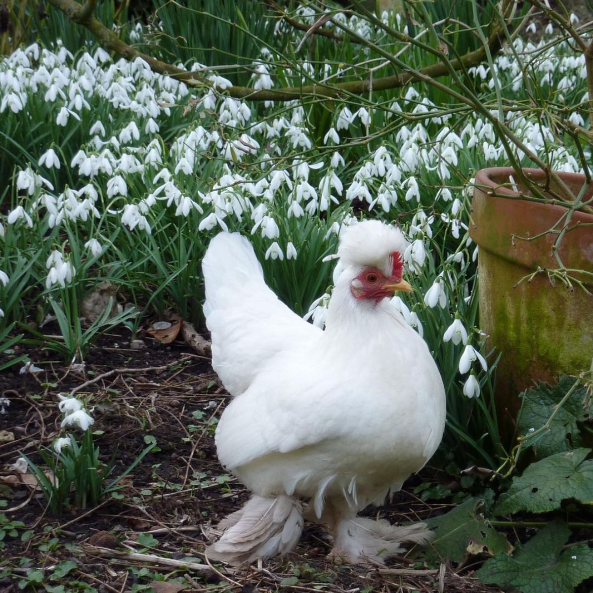 An adorable Burmese Bantam Chicken  in a backyard,