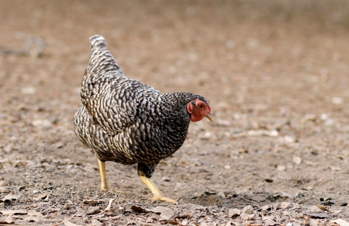 An adorable California Gray Chicken wandering in a backyard.