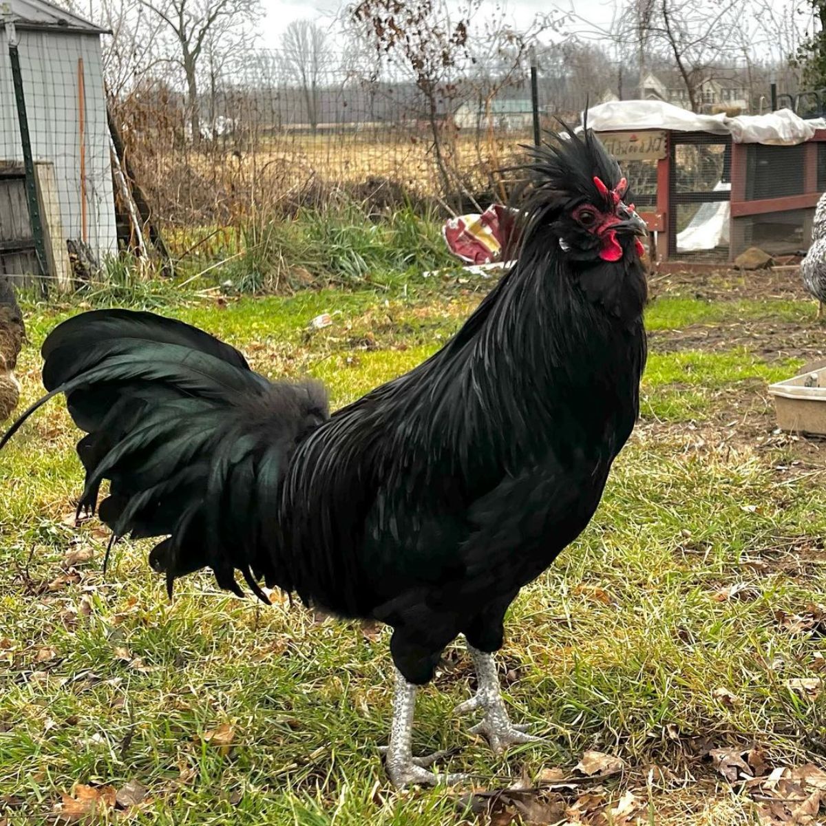 A beautiful black Crevecoeur rooster in a backyard.