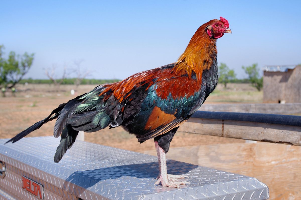 A beautiful black breasted Cubalaya rooster perched on a metal box.