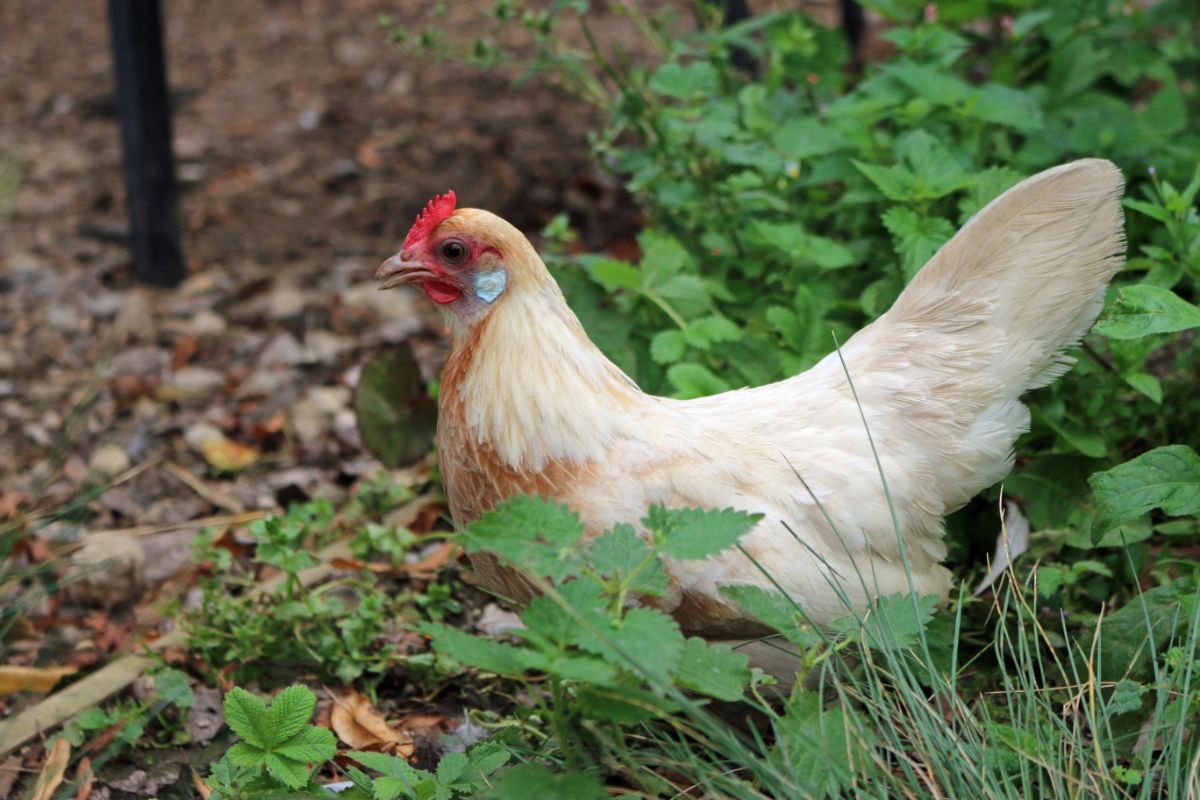 An adorable Dutch Bantam hen in a backyard garden.