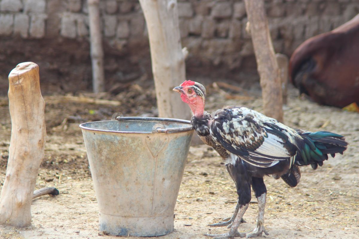 A young Ga Noi rooster near a metal bucket.