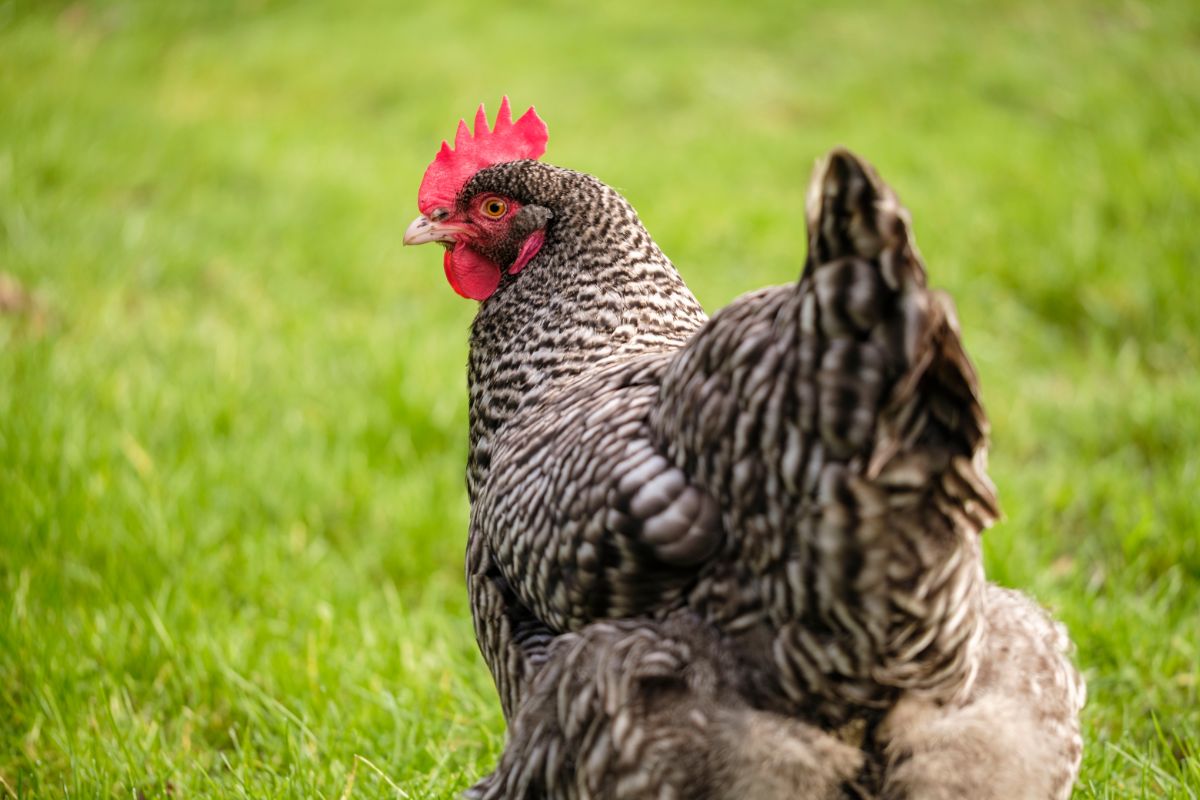 An adorable barred Holland hen on a green pasture.