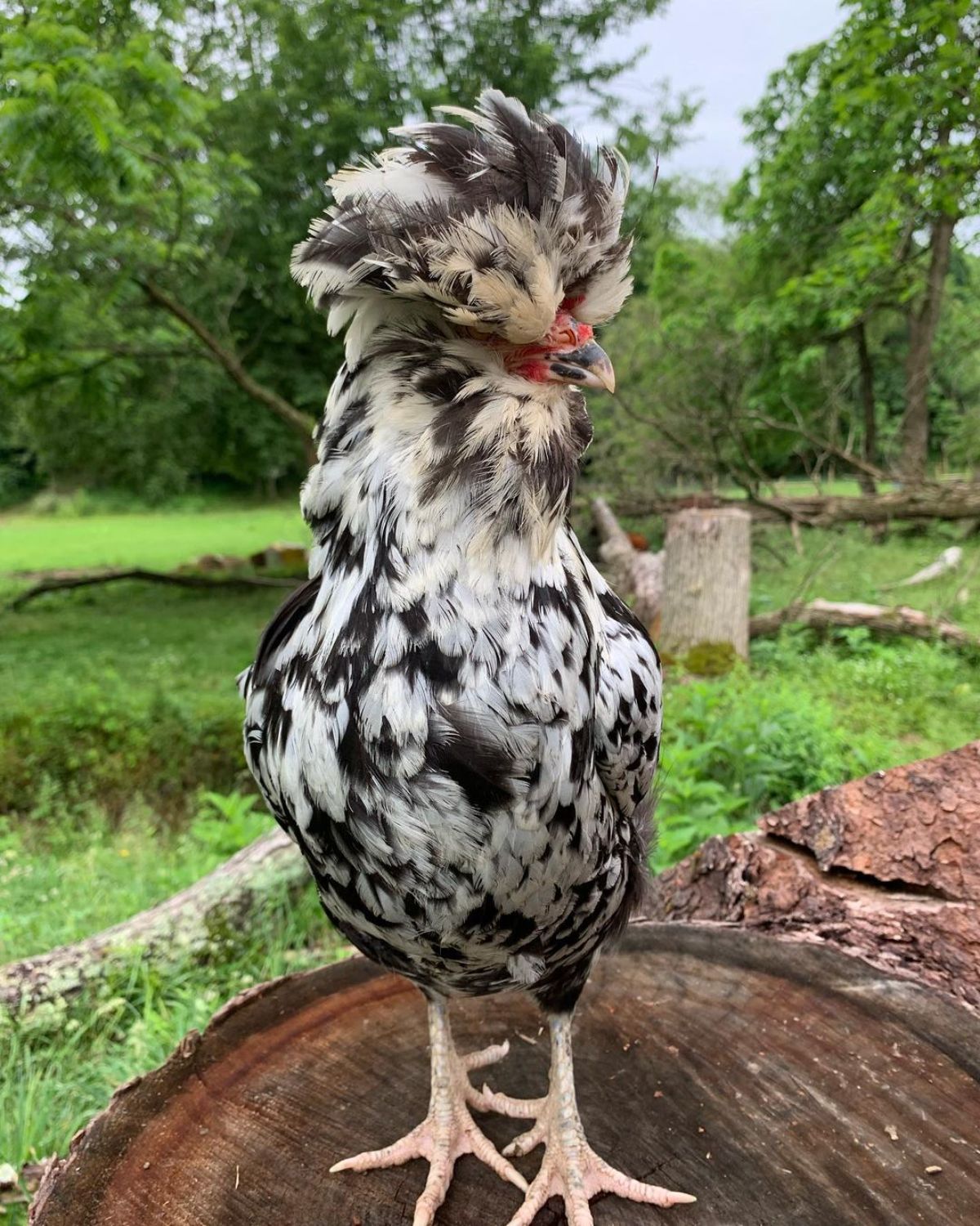 An adorable Mottled Houdan hen perched on a tree stump.