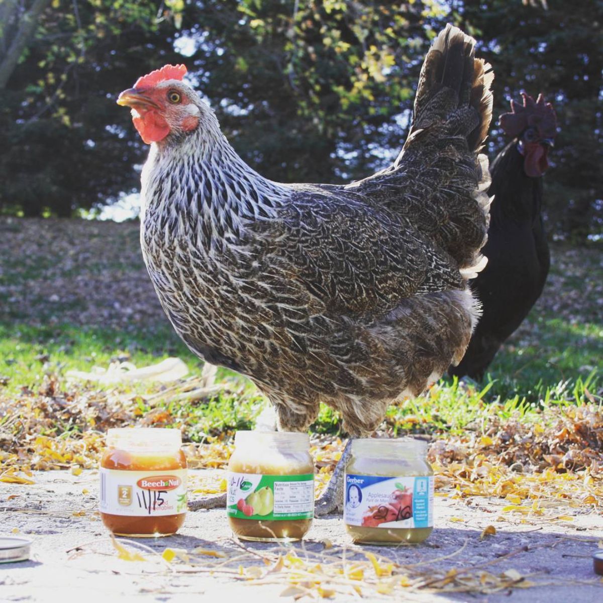 An Iowa blue hen standing near three glass jars in a backyard.