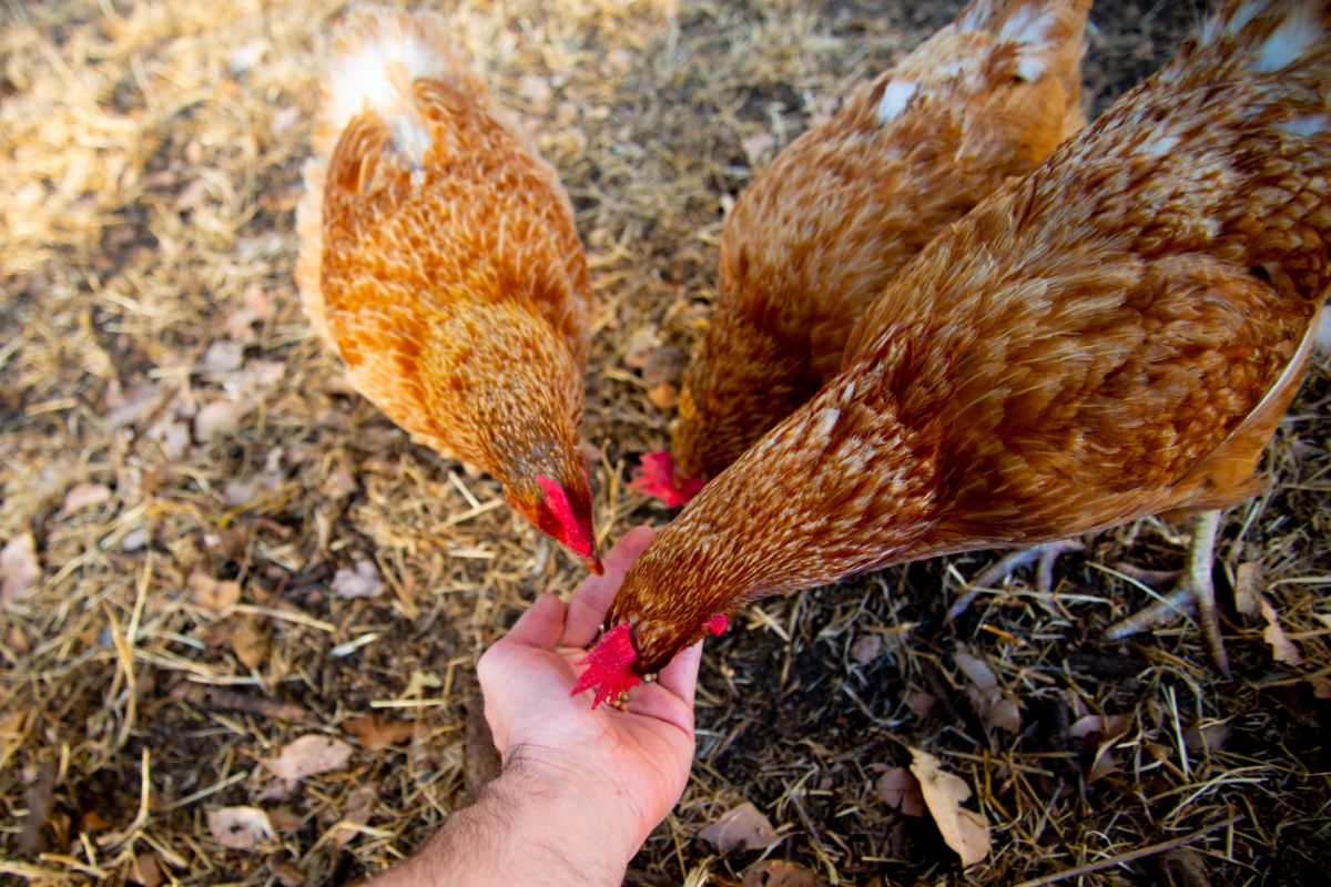 A farmer feeding three ISA brown hens.