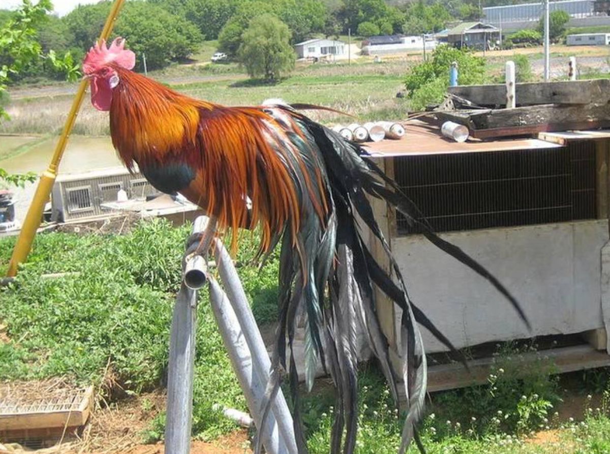 A beautiful Jangmigye rooster perched on a metal tube.