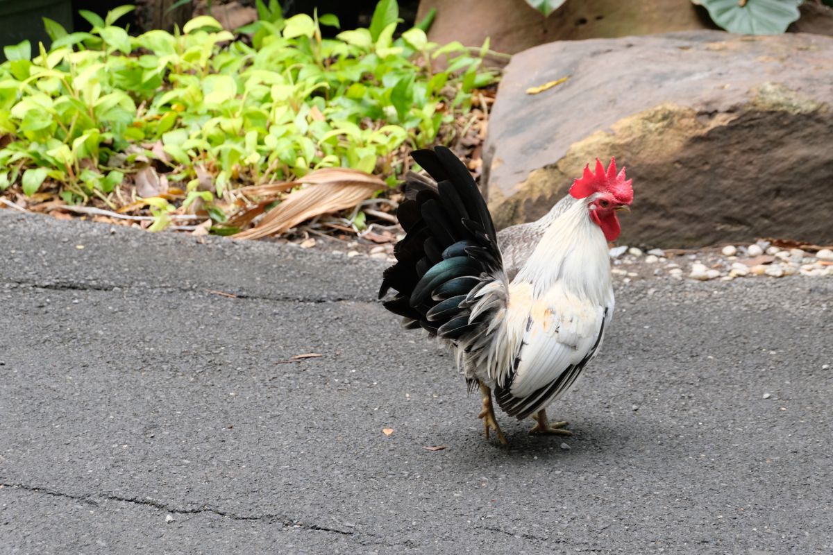 An adorable black and white Japanese Bantam rooster on a pavement.