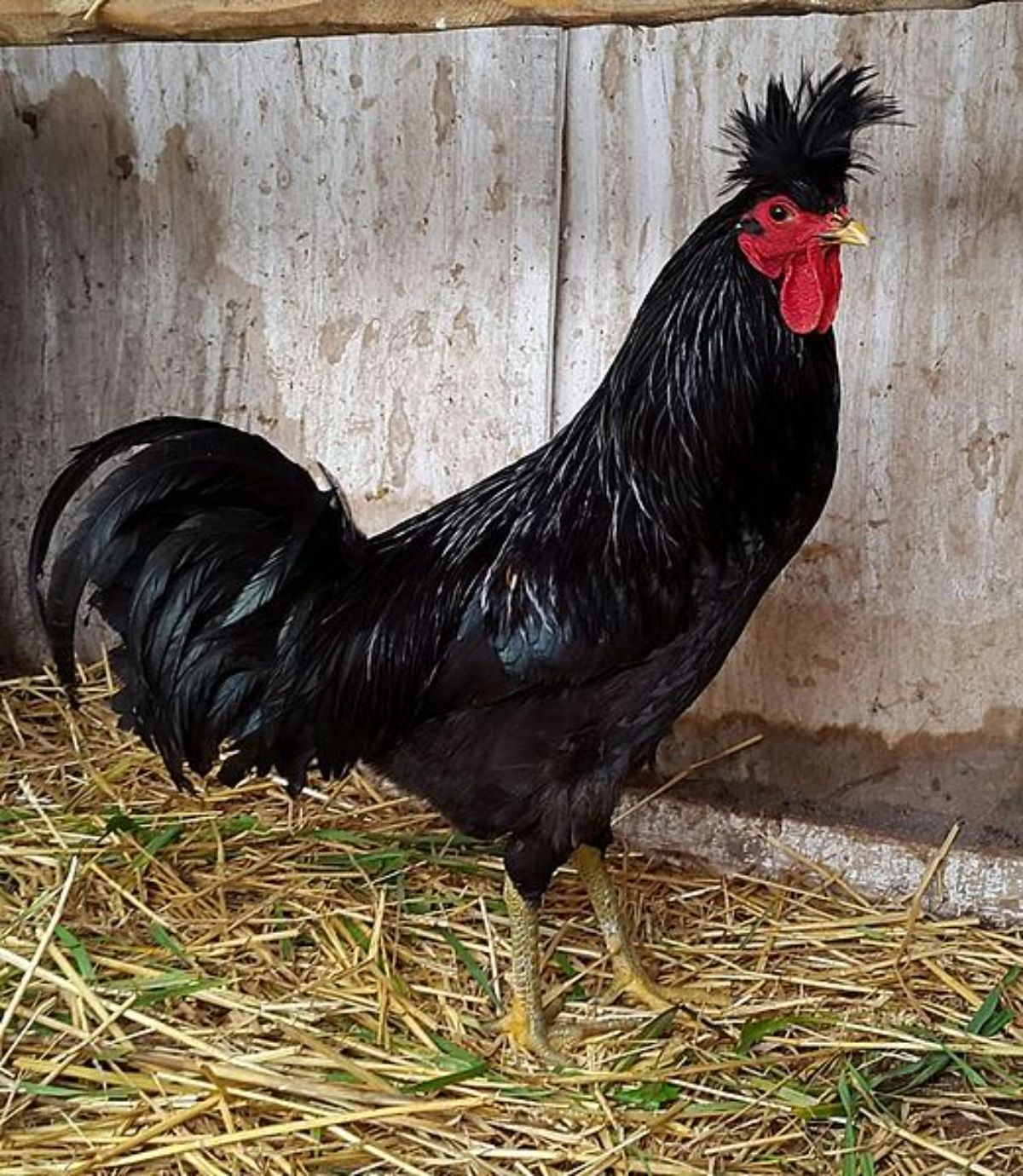 An adorable Kosova Longcrower rooster standing near a chicken coop.