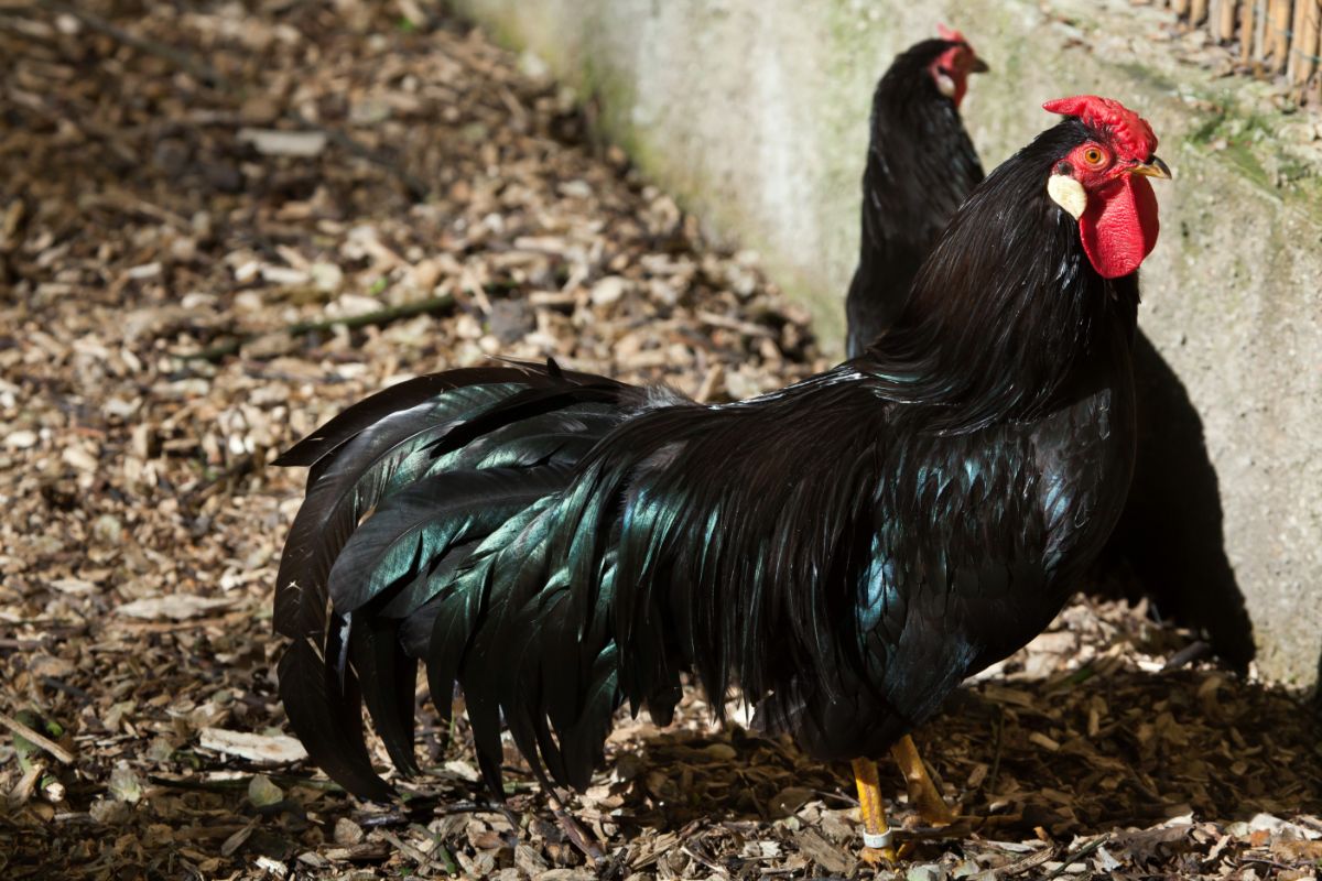 A La Fleche rooster and hen wandering in a backyard.