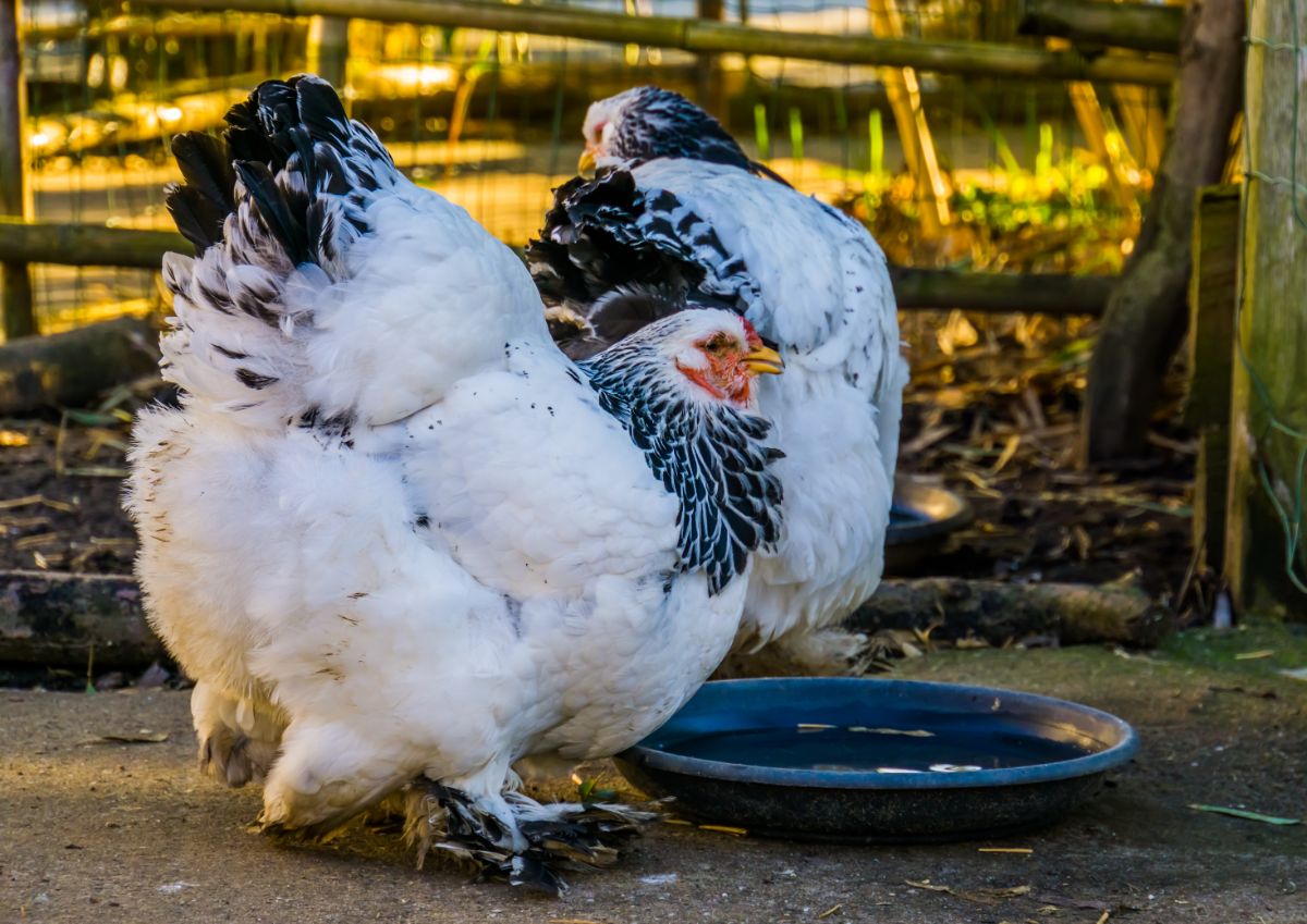 Two adorable Light Brahma Chickens drinking water from a plate.