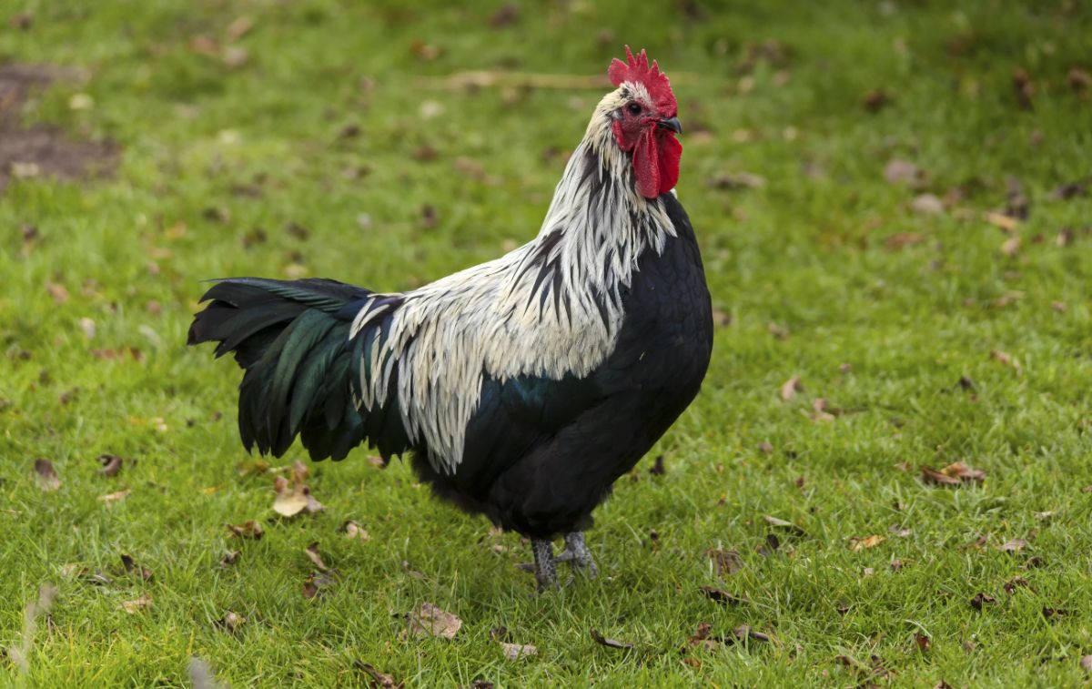 A beautiful Norfolk Grey rooster on a green pasture.