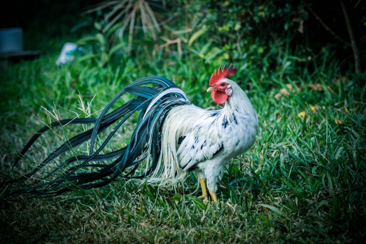 A beautiful long-tailed Onagadori rooster on a green pasture.
