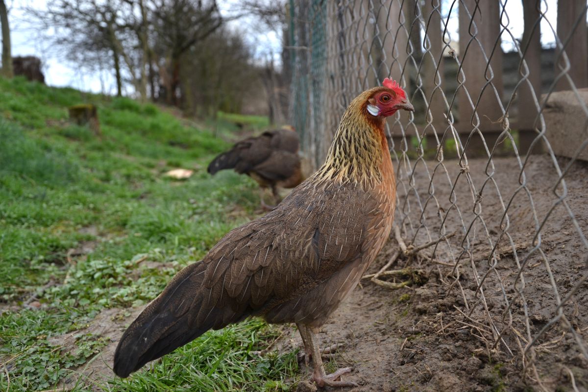 An adorable gold-laced Phoenix hen looking through a fence.