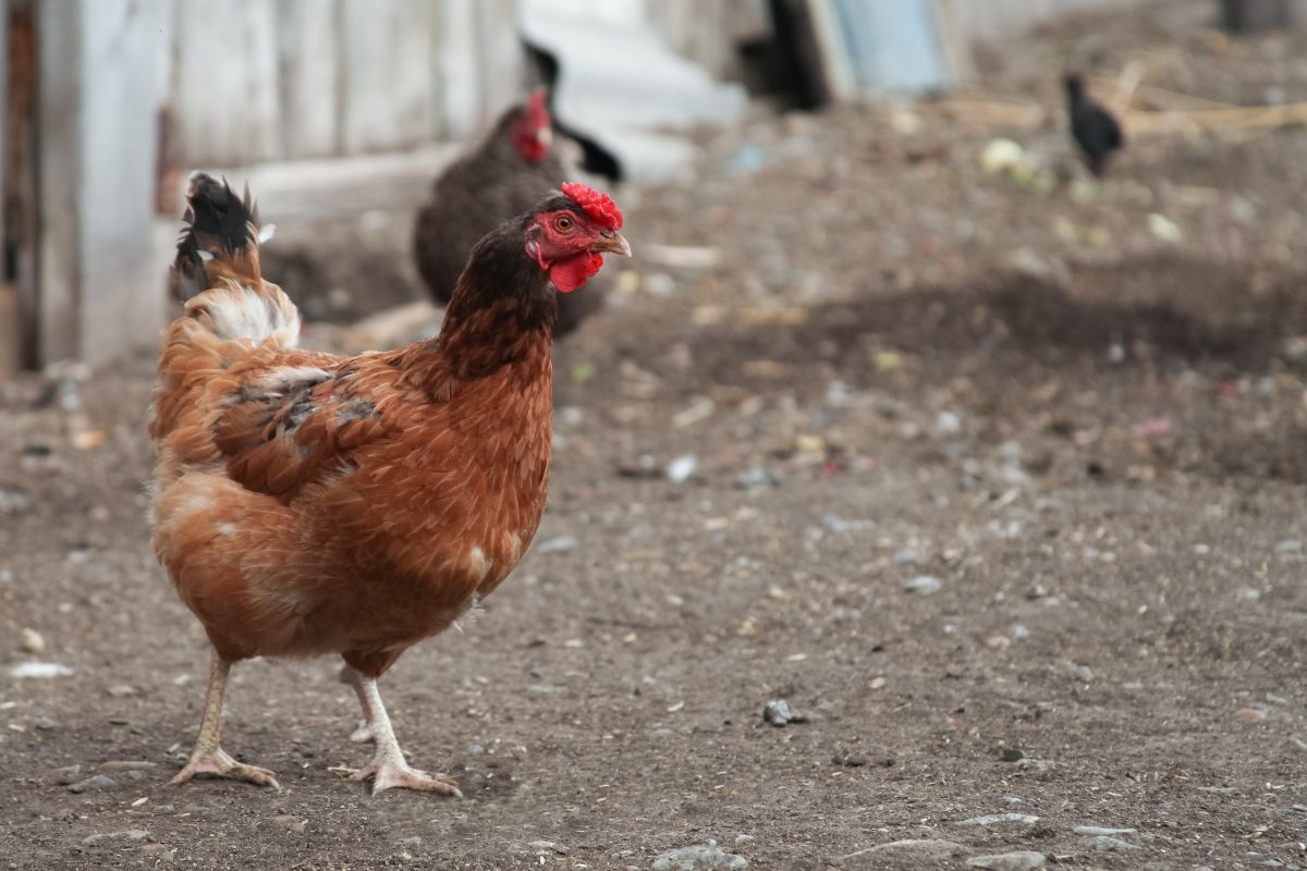 An adorable brown Poltava hen in a backyard.