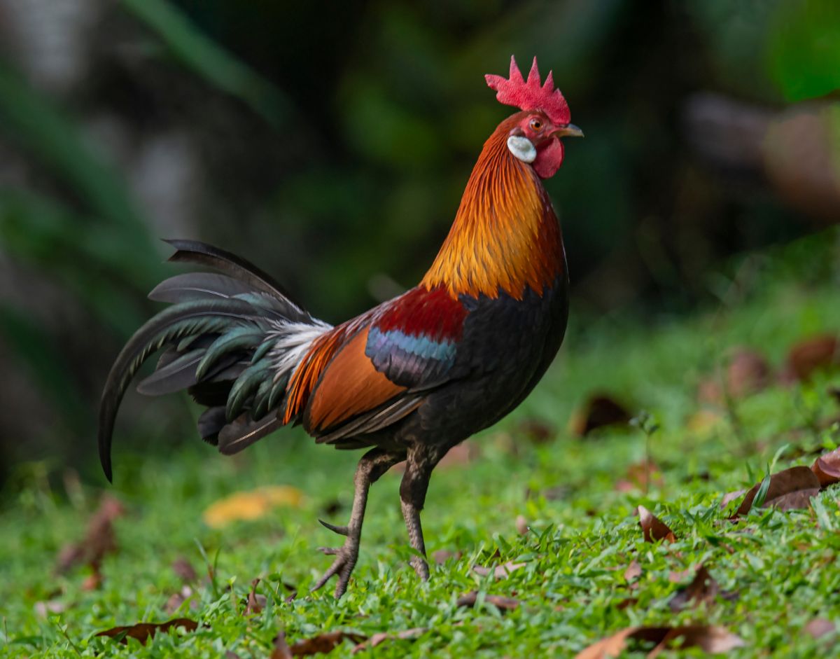 A beautiful Red Jungle Fowl rooster stands on a green pasture.
