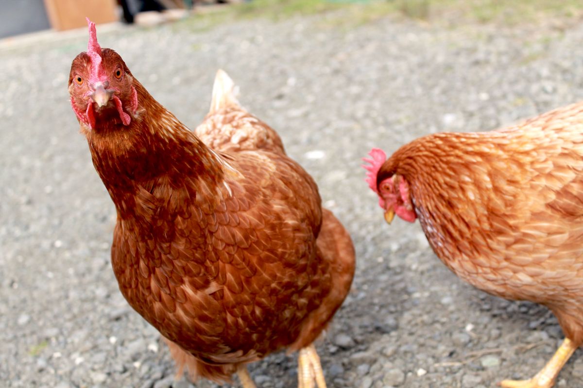 A curious Red Shaver Chicken looking into a camera.