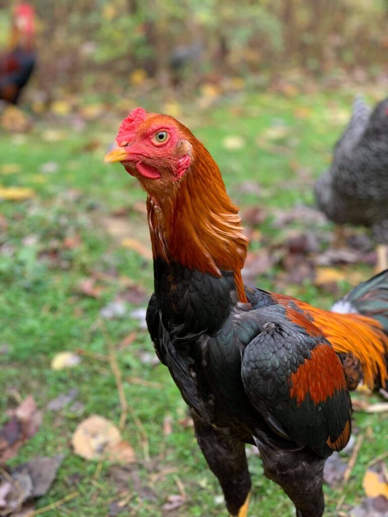 Saipan Jungle Fowl Chicken Breed Info + Where to Buy Chicken & Chicks Info