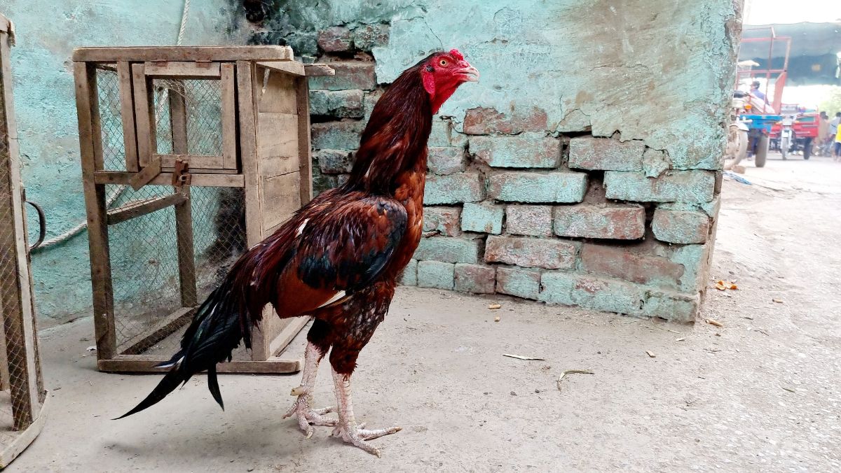 A big, tall brown Shamo rooster in a backyard.
