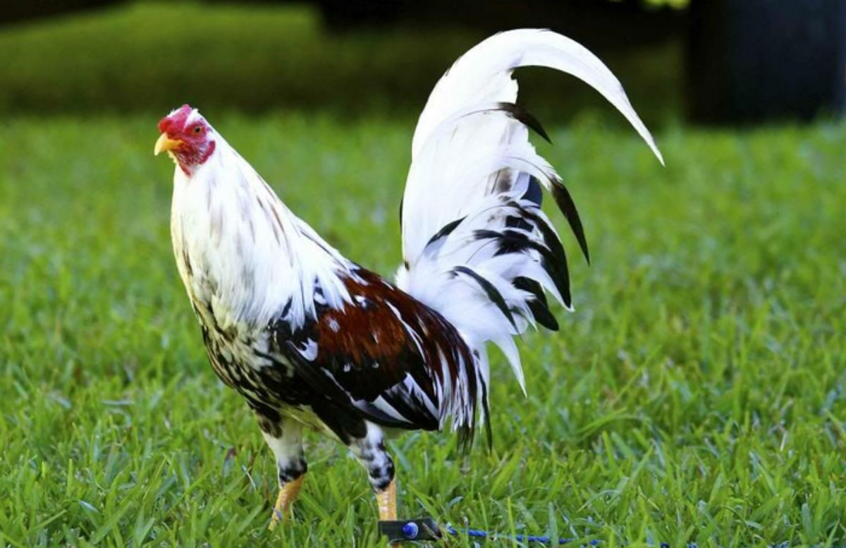 A black and white Spanish Game rooster standing on green grass.