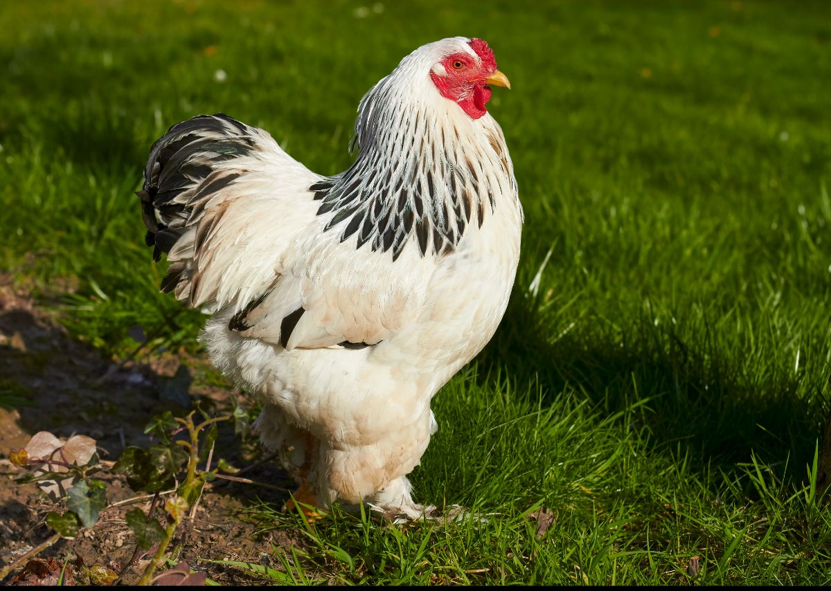 A beautiful white Sussex hen on a green pasture.