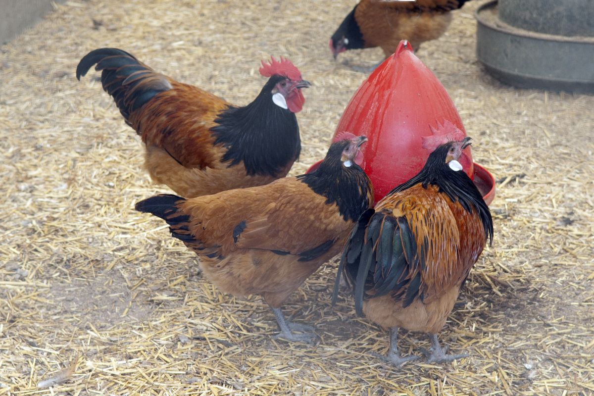 Three Vorwerk Chickens standing near a red chicken feeder.