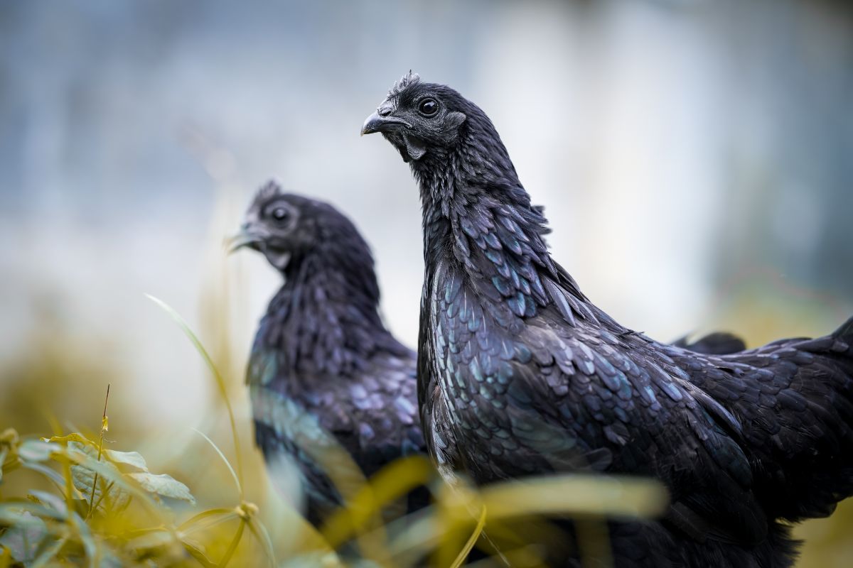 Two beautiful Ayam Cemani hens in a backyard.