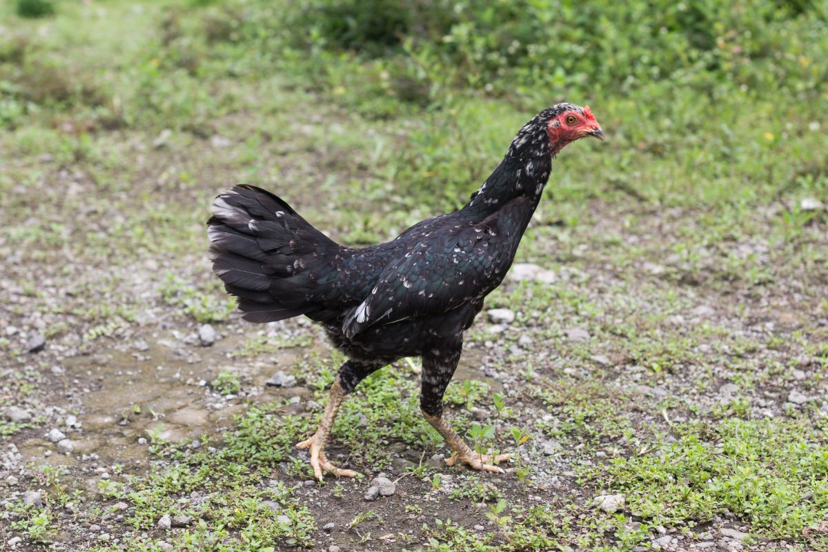 An adorable black Ayam Kampung hen wandering on a pasture.