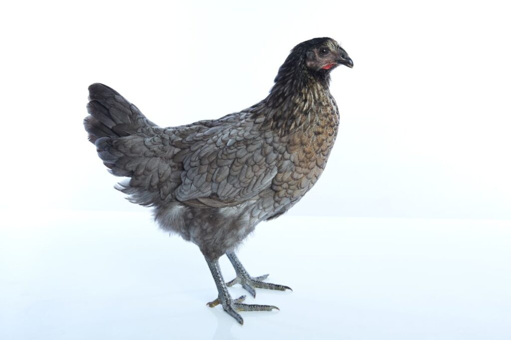 Blue Hen of Delaware Chicken Breed Info - Chicken & Chicks Info