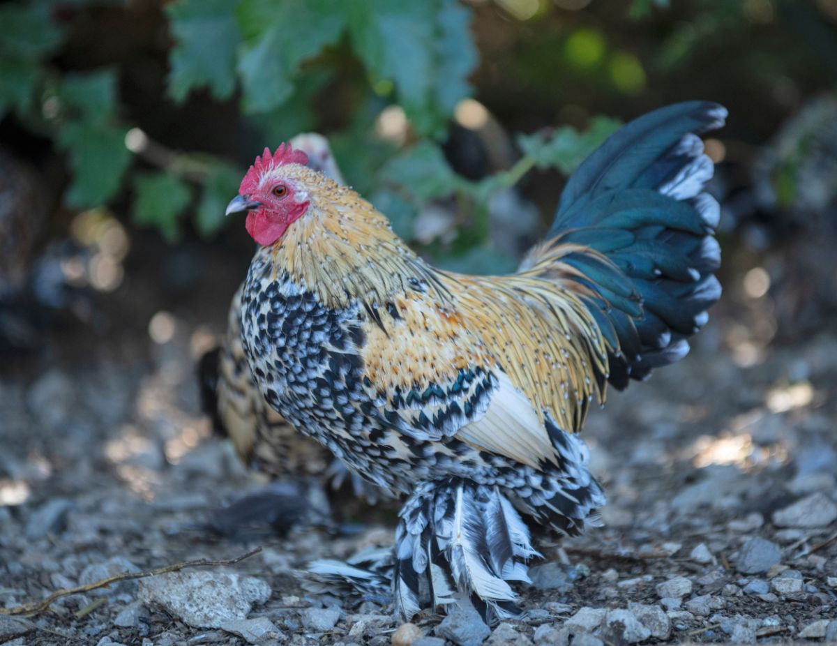 An adorable Booted bantam hen in a backyard.