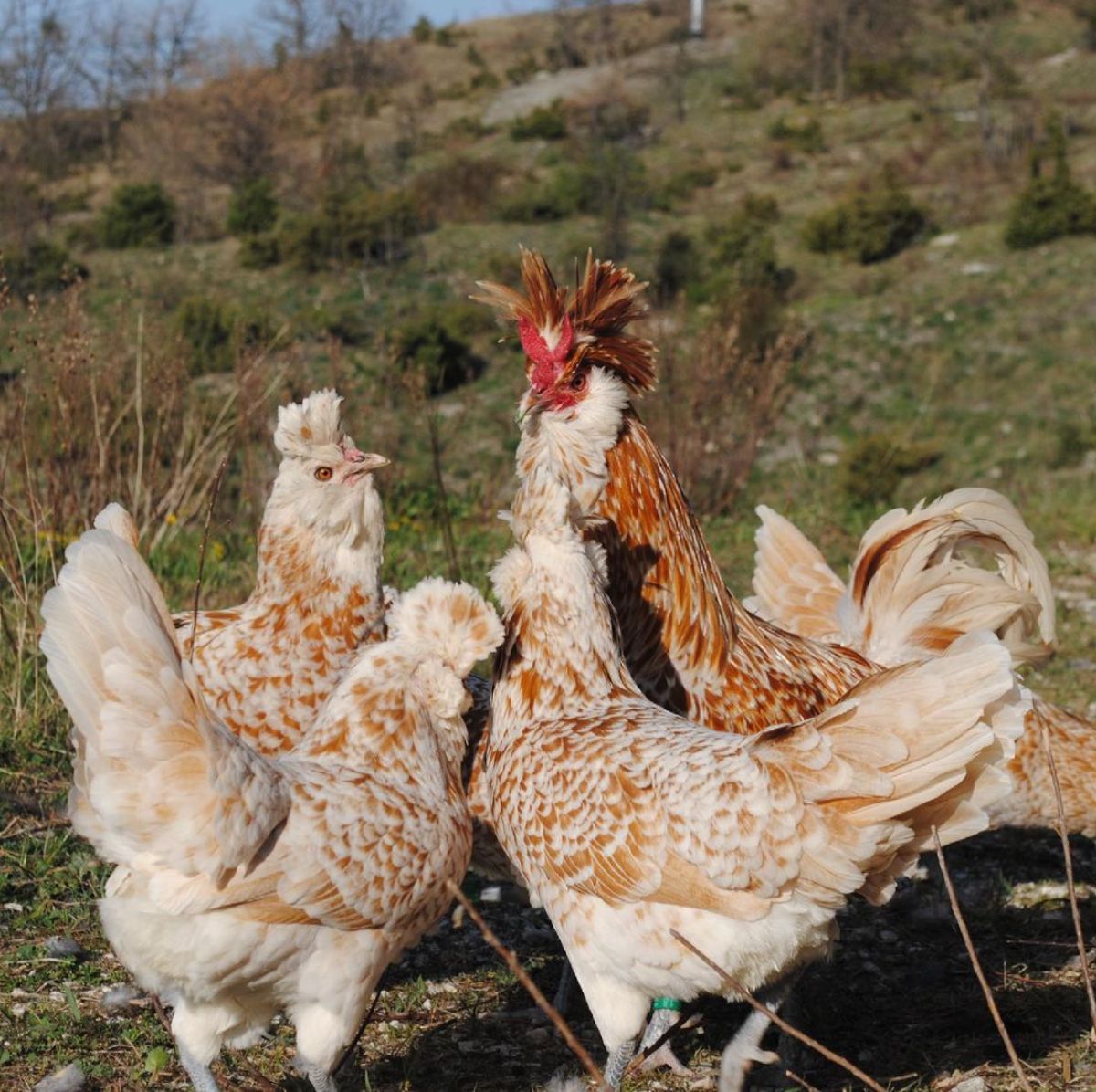 An adorable Brabanter chicken flock on a pasture.