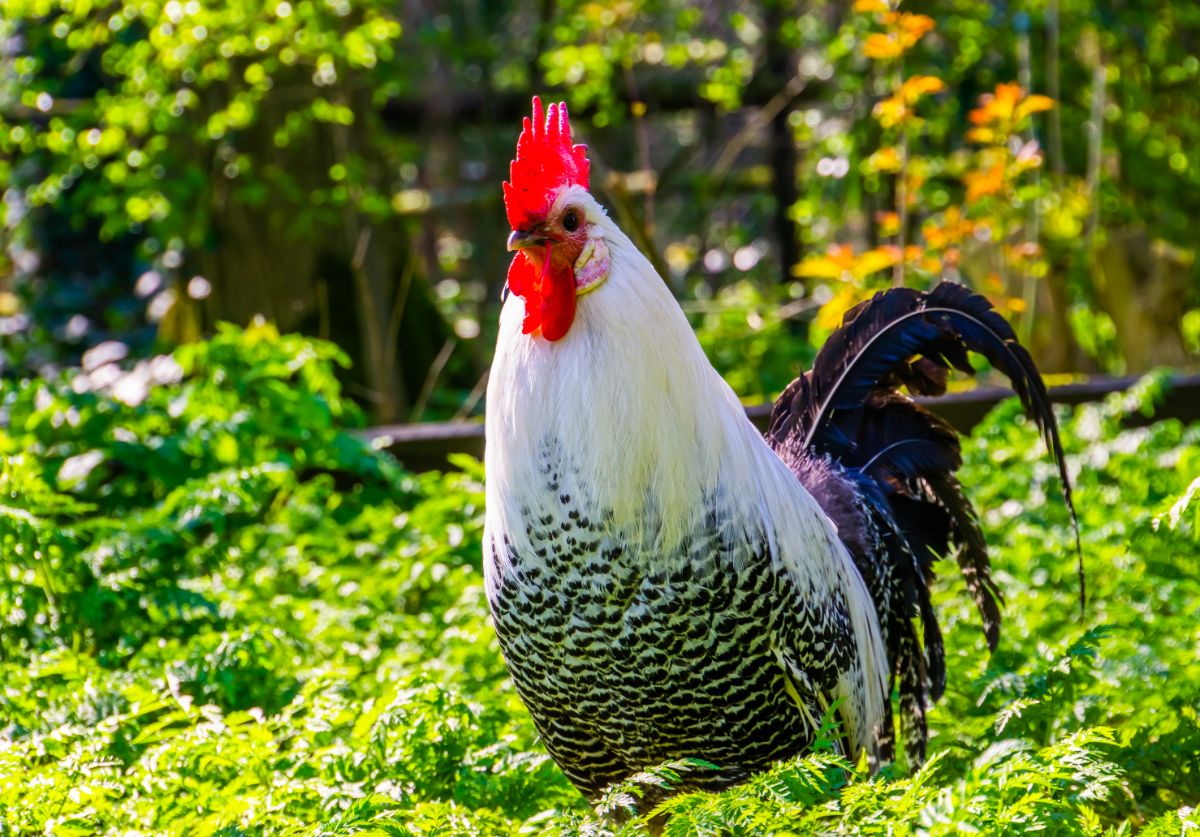 A beautiful Braekel Chicken in a backyard garden on a sunny day.
