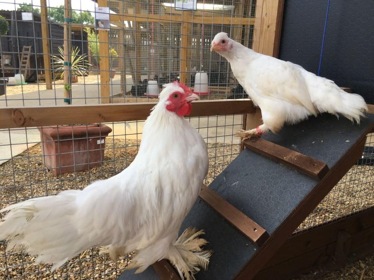 A pair of Burmese Bantams near a chicken coop.