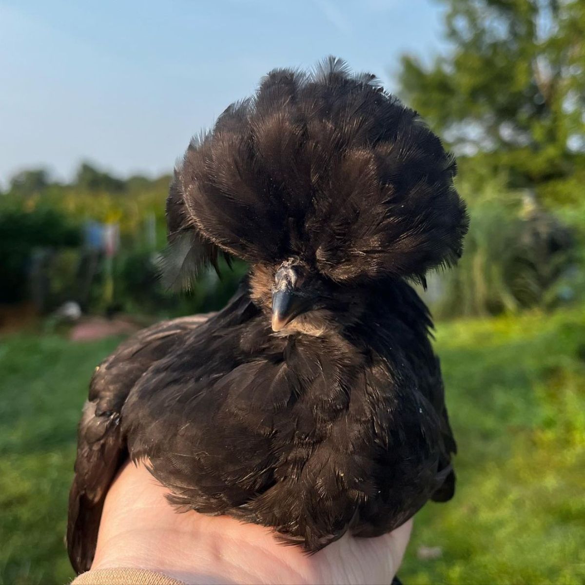 An adorable Crevecoeur hen perched on a hand.