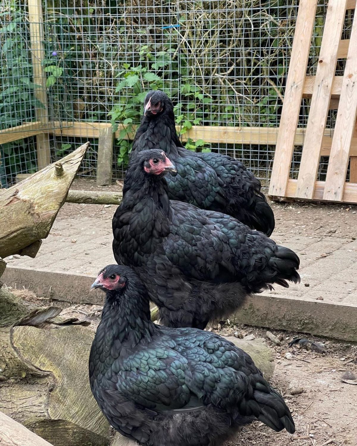 Three adorable Croad Langshan pullets in a backyard.